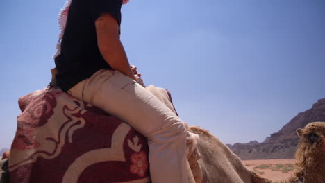 camels and rider in dry desert landscape of wadi rum, petra, jordan, close up slow motion