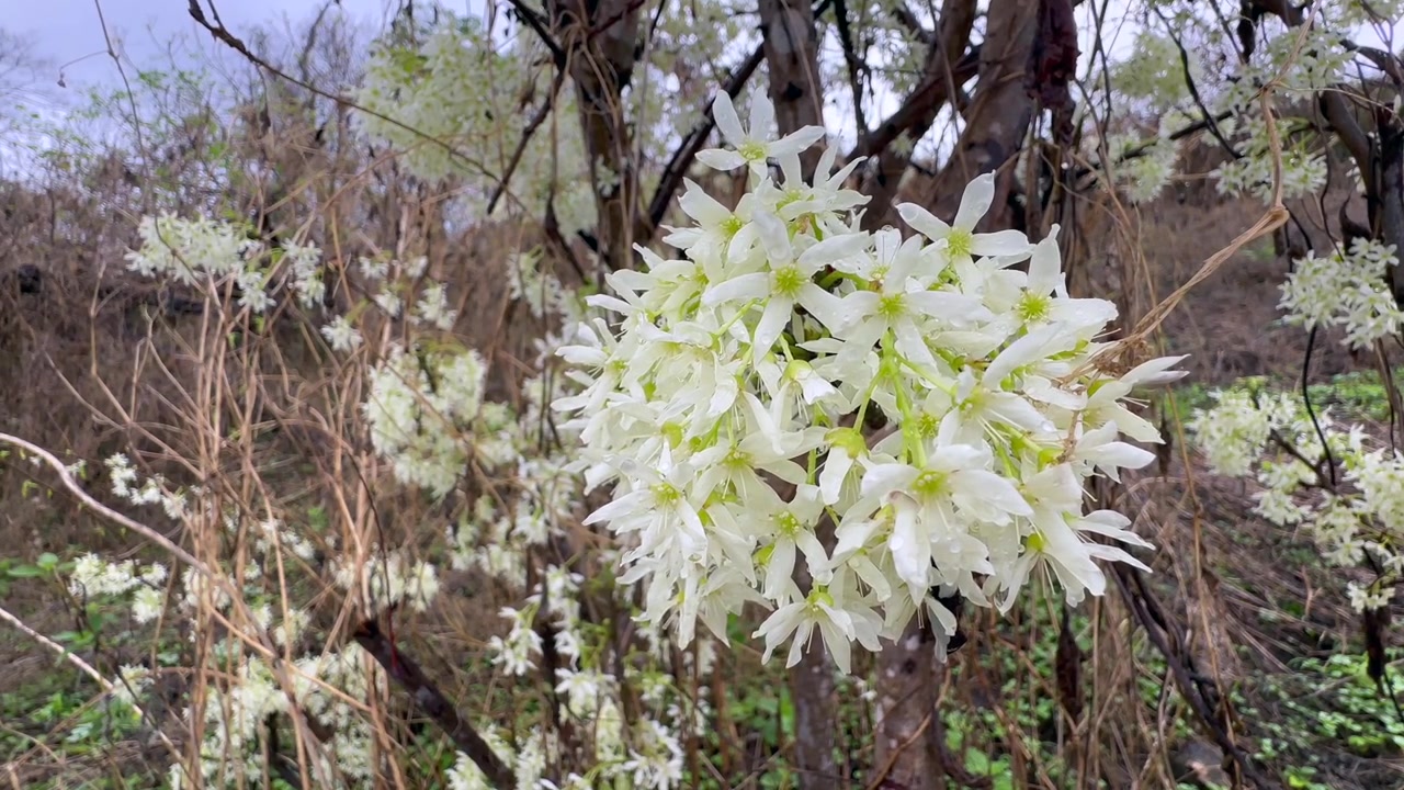 Um close-up da Traveller's Joy (Clematis brachiata) em flor na ilha Nankoma, Malawi.