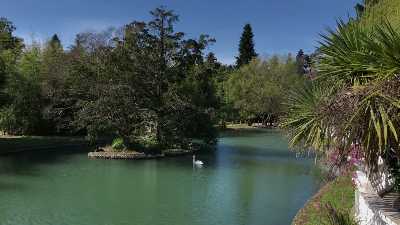 백조 가 있는 경치 좋은 공원