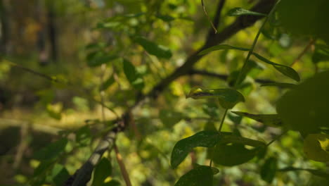 movimiento a lo largo de ramas delgadas de acacia con puntos en las hojas en el parque