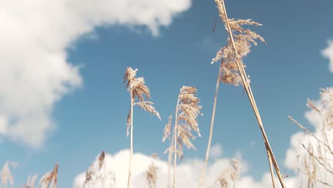 common reeds cinematic gimbal shot against cloudy sky