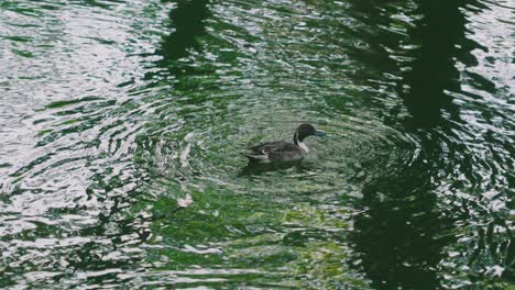 a northern pintail duck swimming and catching food under the pond water at senzokuike park in tokyo, japan - wide shot