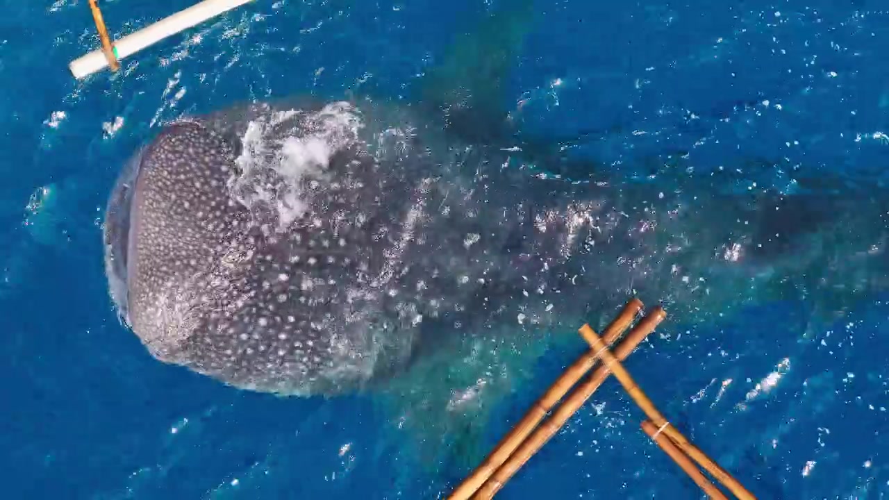 餌付け中に観光船の横に浮上する巨大なジンベエザメ