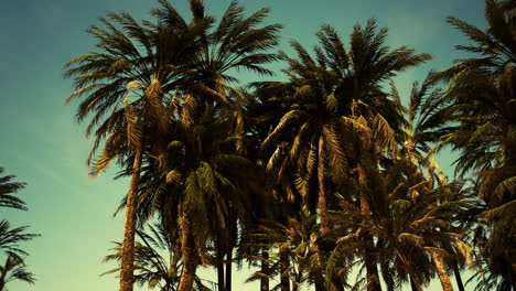 underside of the coconuts tree with clear sky and shiny sun