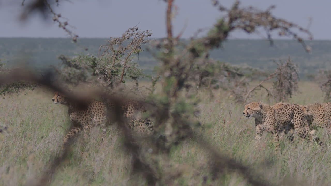 A Group of Cheetahs Walking Through Tall Grass in the African Savanna