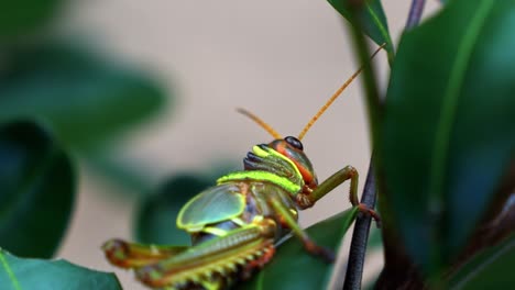 macro close-up 120 fps slow motion shot of a colorful green, yellow, and orange grasshopper sitting on a leaf in a brazilian forest in the chapada diamantina national park in bahia on a hike