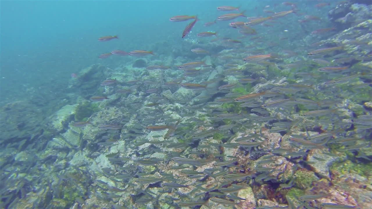 갈라파고스 국립공원 에콰도르 1의 플로레아나 섬에서 떨어져 있는 챔피언 섬에서 수중 장난기 많은 갈라파고스 바다사자
