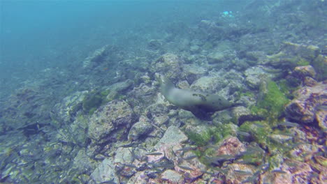 Juguetón-Lobo-Marino-De-Galápagos-Bajo-El-Agua-En-La-Isla-Champion-Frente-A-La-Isla-Floreana-En-El-Parque-Nacional-Galápagos-Ecuador-1