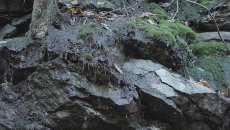 Musgo-Sobre-Piedras-Con-Agua-Goteando,-Hojas-De-Otoño,-Primer-Plano