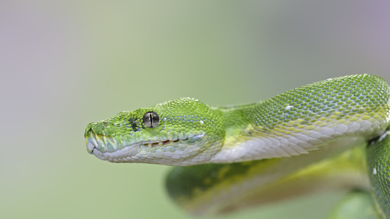 Green tree python close-up with vivid scales and focused eyes on a blurred natural background