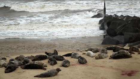 High angle view of seals lying on the beach near crashing waves and sea rocks.