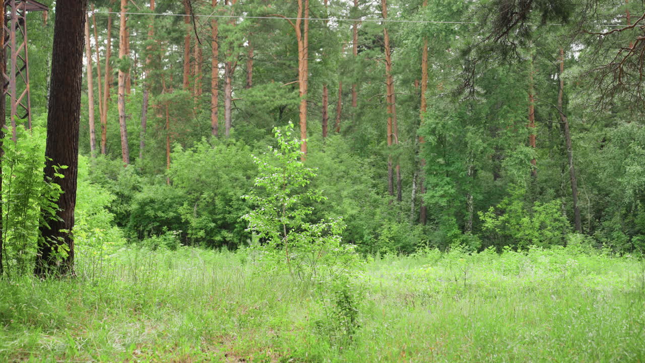 부드러운 햇빛 아래 키 큰 나무와 생기 넘치는 풀로 가득한 녹색 수목원은 빽빽한 나뭇잎, 평화로운 여름 풍경, 신선한 공기, 무성한 초목으로 차분한 자연 분위기를 연출해요.