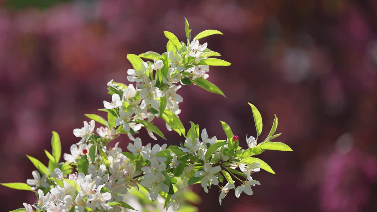 Delicate flowers of the apple tree