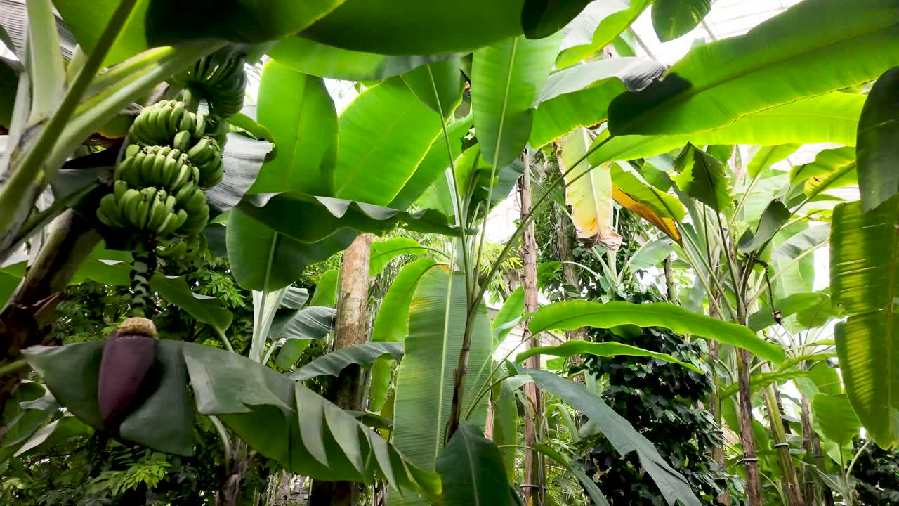 Lush green banana trees under sunlight in a thriving tropical forest environment