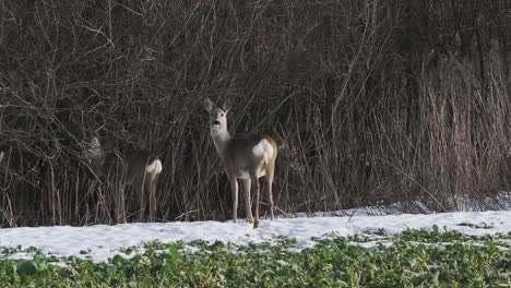 doe standing alert in the snowy brush as the camera moves closer