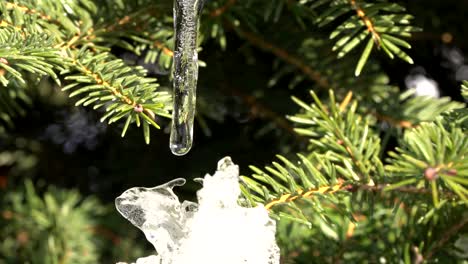 Close-up-of-Water-droplet-forming-and-melting-on-a-Dwarf-Spruce-Globe-Tree---Birds-Nest-Spruce,-changing-of-seasons-to-Spring-4K