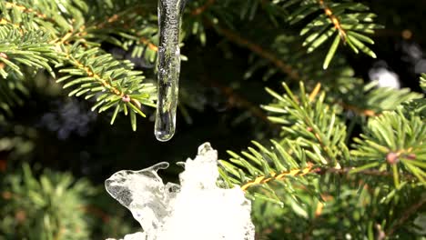 close up of water droplet forming and melting on a dwarf spruce globe tree - birds nest spruce, changing of seasons to spring 4k