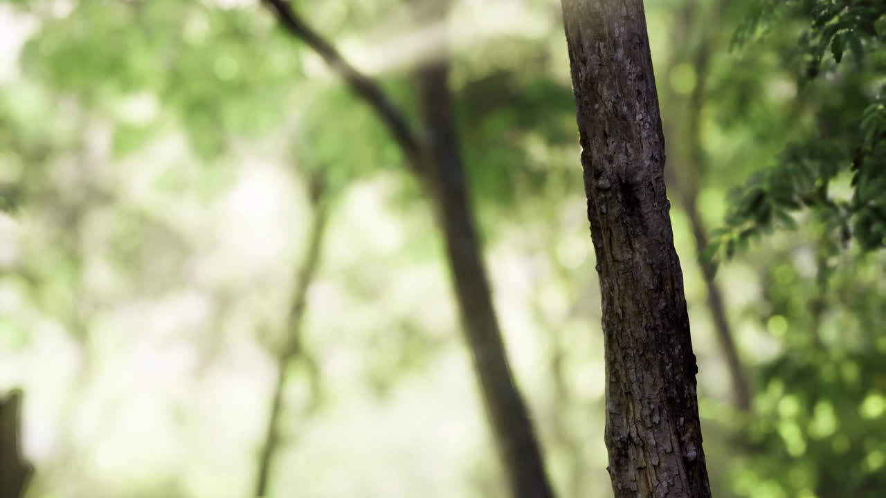 Sunlight filters through the forest trees creating a serene atmosphere