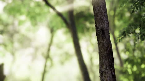 sunlight filters through the forest trees creating a serene atmosphere