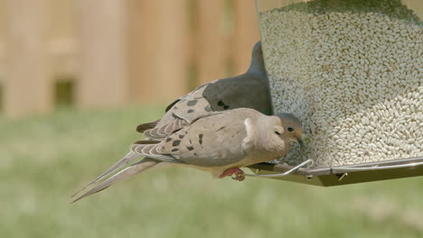 Closeup-of-Two-Doves-Eating-at-Bird-Feeder-in-Slow-Motion