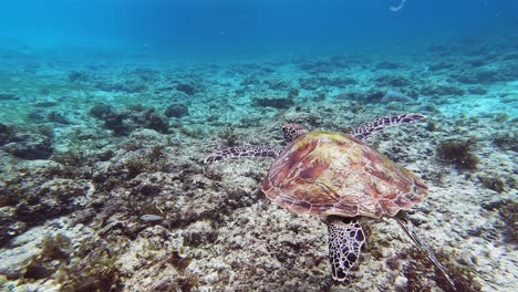 pov of diver following beautiful sea turtle swimming through clean blue water