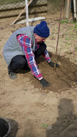 male farmer thumbing the ground under the young tree. starting a fruit garden in spring. vertical video.