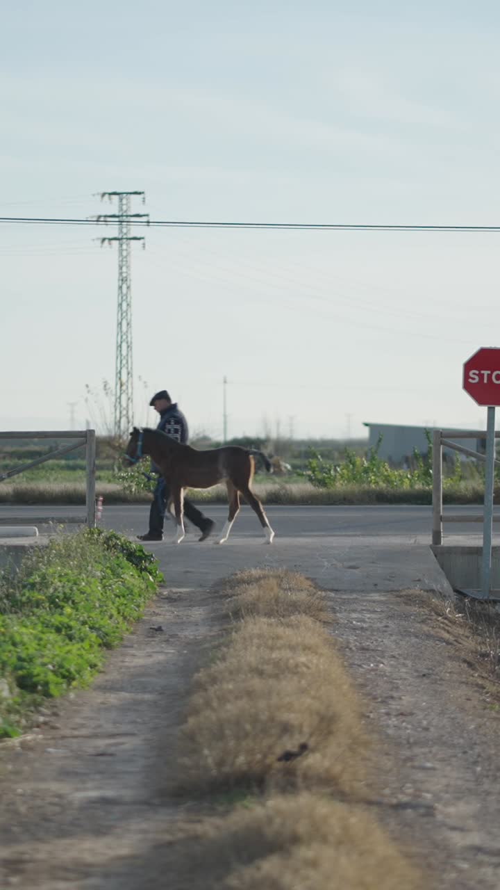 A person walks a young horse along a rural path past a stop sign