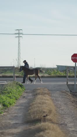 a person walks a young horse along a rural path past a stop sign