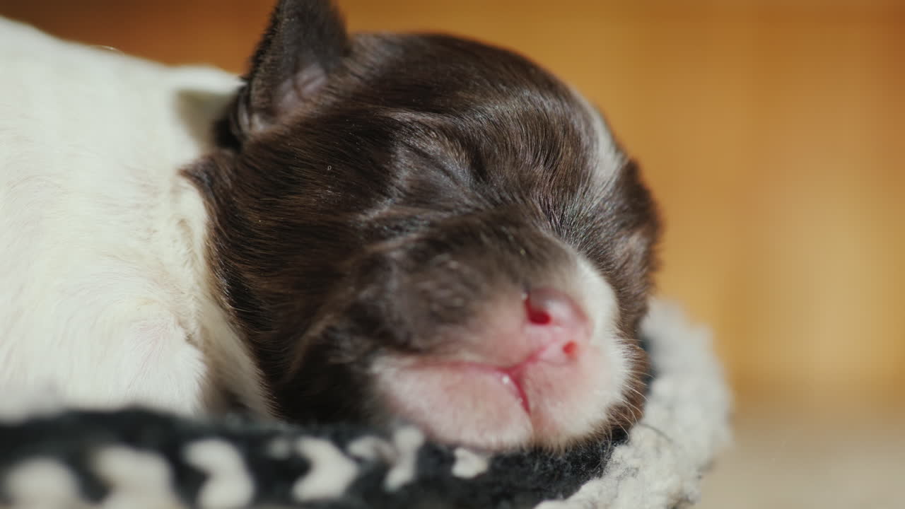 작은 강아지는 침대에서 잔다 동물과 함께 귀여운 비디오 03