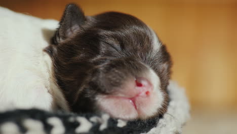 little puppy sleeps in his bed cute video with animals 03