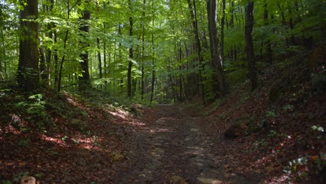 Tiefer-Und-Leerer-Waldweg