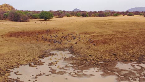 an aerial shot of a group of guinea fowl birds busting into flight from a watering hole in africa