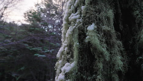 薄雪の森の夜明けに緑の毛でいっぱいの古代の木に雪が降る