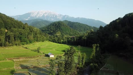 grúa siberiana pájaro dorna en el bosque paisaje de montaña verde bosques profundos colinas en el paisaje de la aldea plano panorámico de volar en iran naturaleza arroz arroz maravilloso maravilloso atardecer valle del tiempo dorado