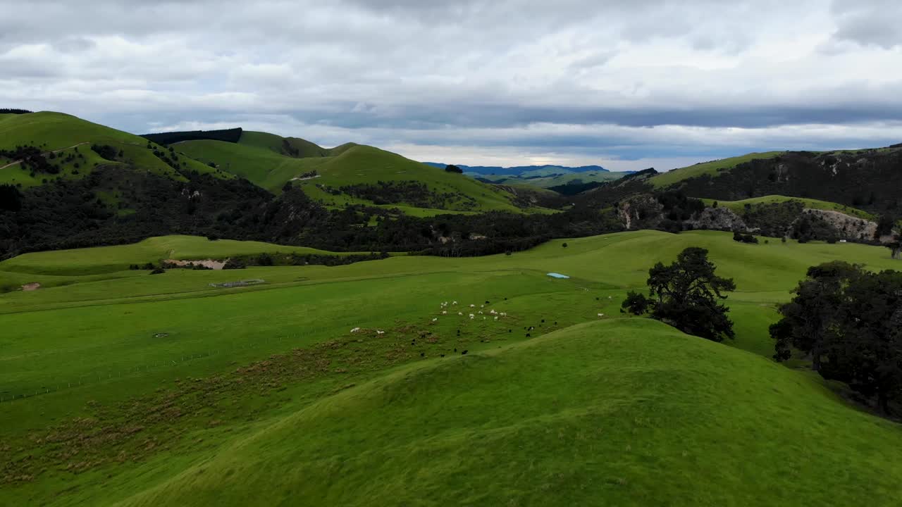 Vista aerea di bestiame in un pascolo verde circondato da colline, regione di Manawatu-Wanganui, Nuova Zelanda