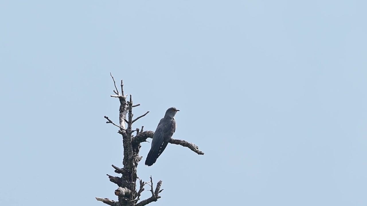Cuculo comune in piedi contro un cielo aperto sopra un ambiente forestale pittoresco.