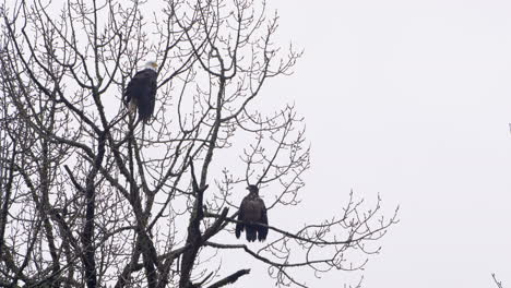 bald eagle and juvenile eagle perched