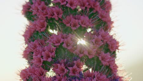 closeup view of tenerife bugloss backlit by setting sun, teide national park