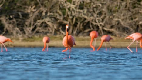 Wunderschöne-Tele-Fokuskompression-Direkt-Vor-Dem-Flamingo-Mit-Dramatischer-Beleuchtung,-Schüttelt-Wasser-Vom-Kopf