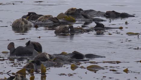 a sea otter rolls in seaweed to keep from floating away in a playful, happy ocean scene