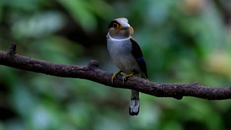a female with food in the mouth of an insect with wide wings, looking around as the camera zooms out, silver-breasted broadbill serilophus lunatus, thailand