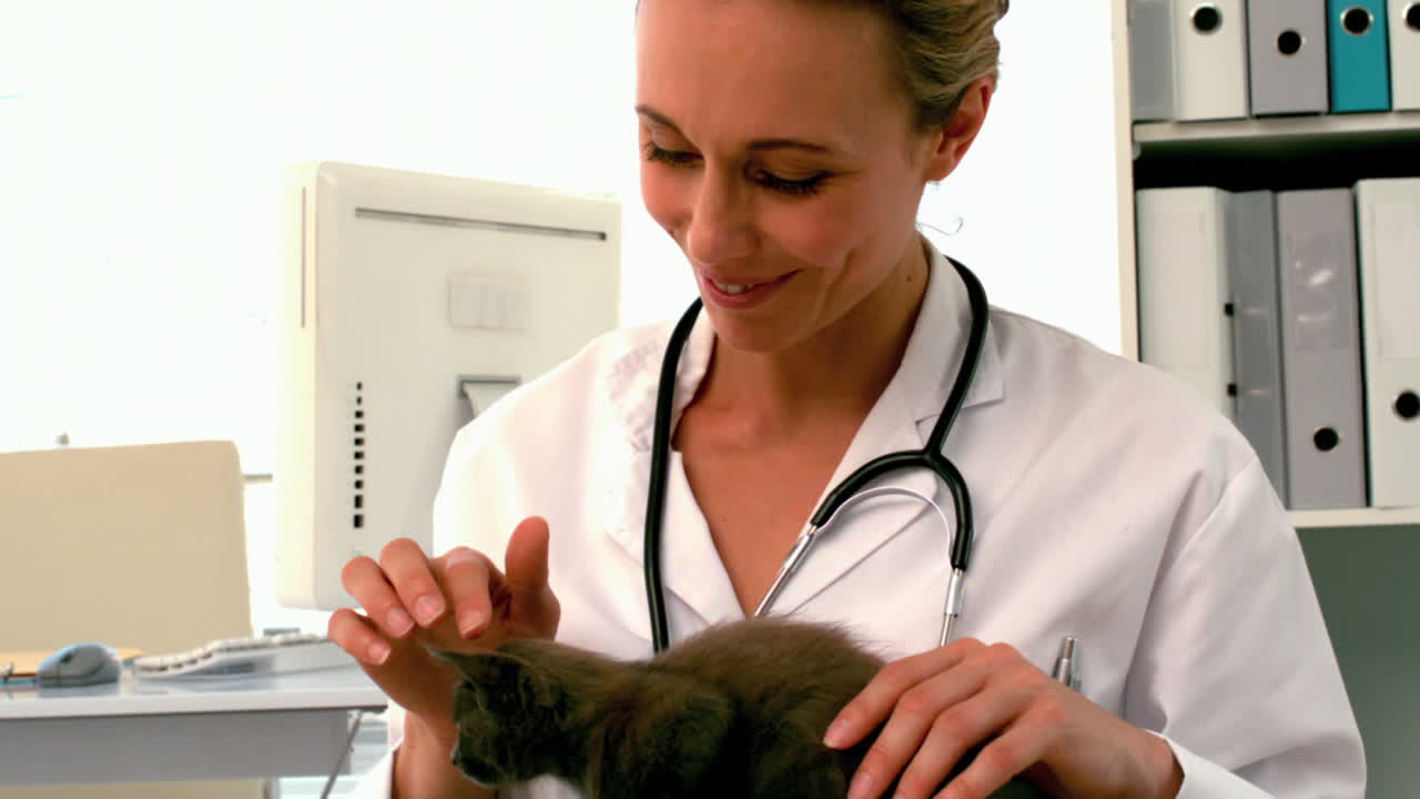 Vet examining a grey kitten in her office 