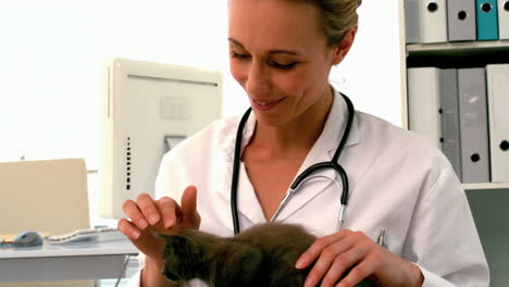 veterinario examinando un gatito gris en su oficina