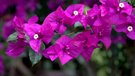 pink purple bougainvillea flowers close up blurry background