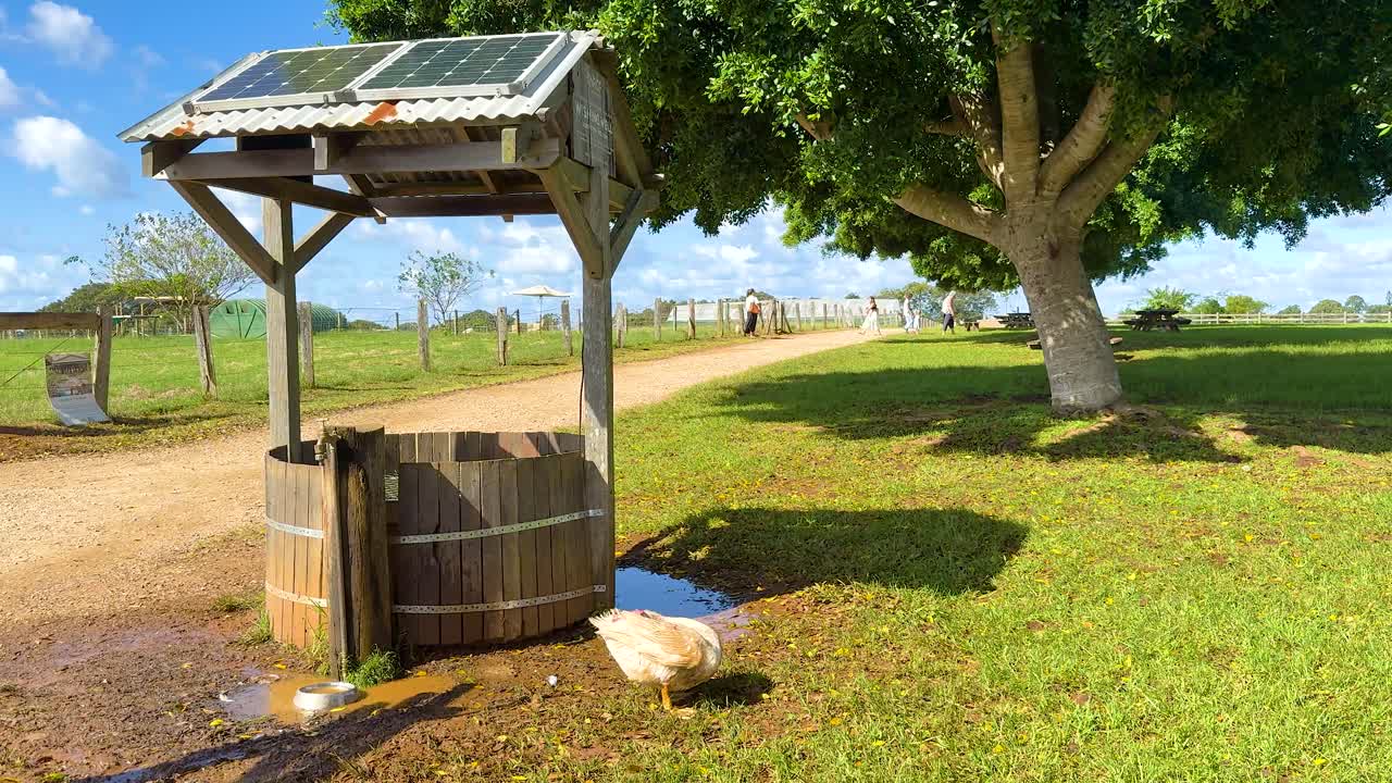 Ducks wander around a sunlit farmyard with a wooden well, under a clear blue sky, creating a serene rural scene