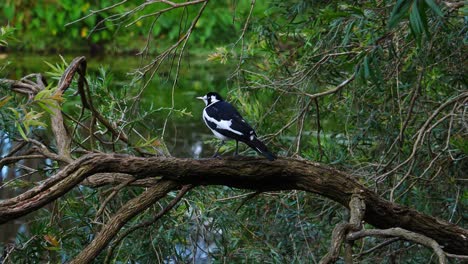 a magpie lark is perched on a branch near a pond in australia