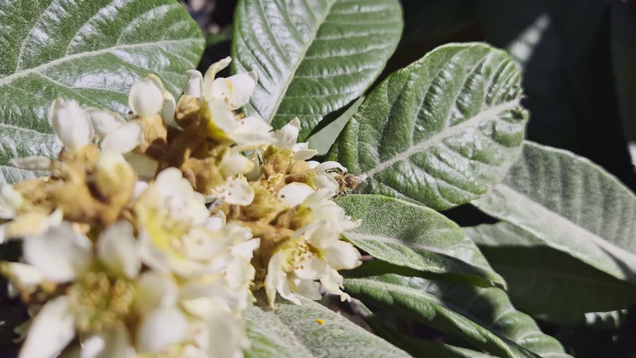 Honeybee perched on white blossoms, gathering pollen in a bright outdoor macro scene