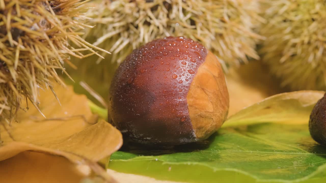 Extreme macro shot Chestnut fruit reveal, water drops, Fresh ingredient