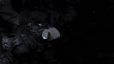 polar bear in an ice cave