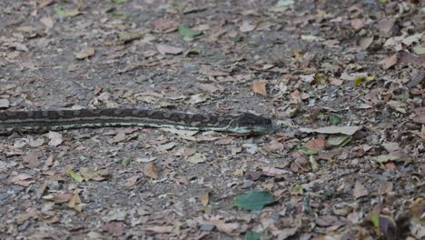 a python moving through leaf litter